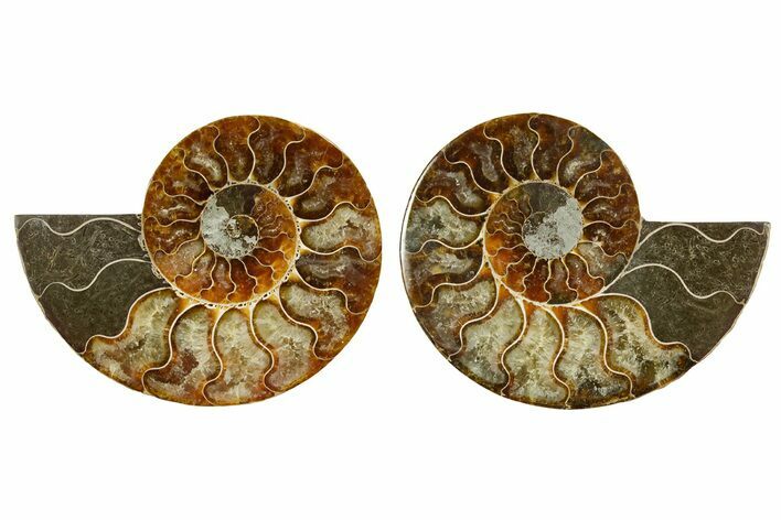 Cut & Polished Ammonite Fossil - Madagascar #369587